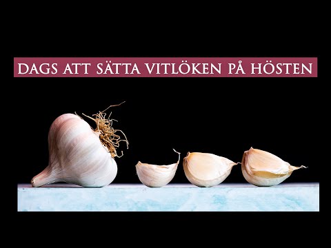 , title : 'Odla vitlök - När och hur sätta/plantera vitlöken på hösten? | Leva hållbart på villatomt'