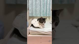 何かが気になる様子