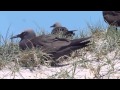 クロアジサシ 2 　Brown Noddy Common Noddy