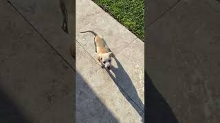 Video preview image #1 - Mix Puppy For Sale in Boca Raton, FL, USA