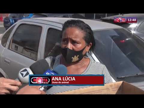 Idoso é preso após esfaquear cachorro de vizinho em Altos 20 10 2020