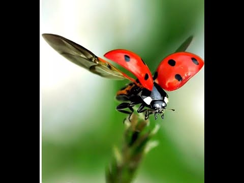 Как я голодаю!!! Правильно и для здоровья и похудения. 3 день пищевой паузы!!! 3 апреля 2020 года