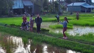 ធ្លាប់ស្ដាប់អាយ៉ៃស្មៀនឈៀងកាលពីនៅតូចៗ ឥឡូវមកឃើញទិដ្ឋភាពស្រុកស្រែបែបនេះទៀត រឹតតែធ្វើឱ្យខ្ញុំនឹកអតីតកាល