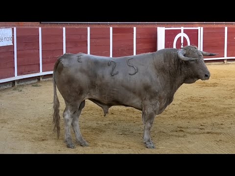 Nava del Rey 2024 Campeonato con Toros Bravos