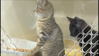 Davidson County confirms third rabies case this year