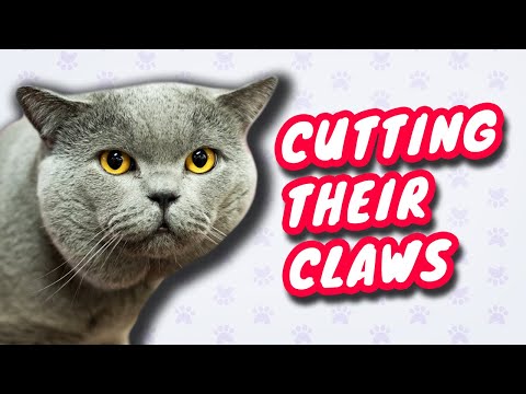 How To Cut British Shorthair Cat Claws
