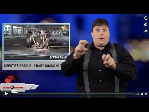 Deputies rescue 17 baby ducks in drain (ASL - 9.8.18)