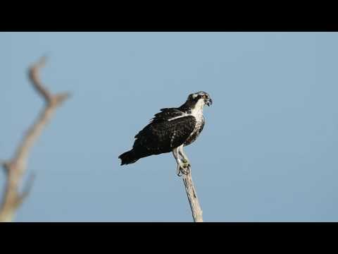 Juvenile Osprey