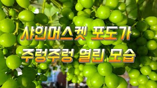 샤인머스켓 청포가 주렁주렁 열린 모습 보세요