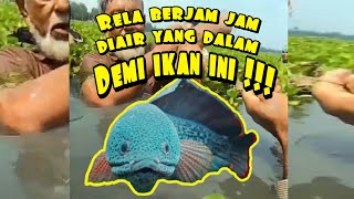 Download lagu Ikan channa barca dihabitat asli di india || cara menangkap channa barca kaum vrindavan mp3