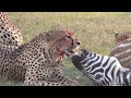 Cheetahs Eating A Zebra