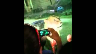 Lion tries to BREAK GLASS and ATTACK people at the zoo!