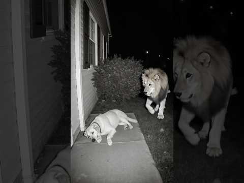 Mysterious Act Captured on Camera: Lion and Dog #ghost #cctv