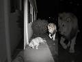 Mysterious Act Captured On Camera Lion And Dog Ghost Cctv