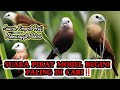 SUARA PIKAT BURUNG EMPRIT HAJI MEMANGGIL KOLONI 100 AMPUH ️