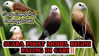Download lagu SUARA PIKAT BURUNG EMPRIT HAJI MEMANGGIL KOLONI. 100% AMPUH‼️ mp3