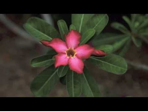 A guided meditation on Bodhicitta by Geshe Dorji Damdul