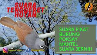 Download lagu Suara pikat burung POKSAY MANTEL BETINA memanggil jantan mp3 Download lagu Suara pikat burung POKSAY MANTEL BETINA memanggil jantan mp3