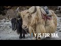 A TO Z Animal Alphabet