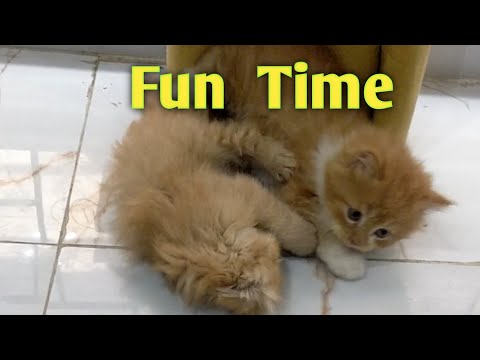 Full of Fun|Jumping Around|Play Time|#kitten #cat #cute