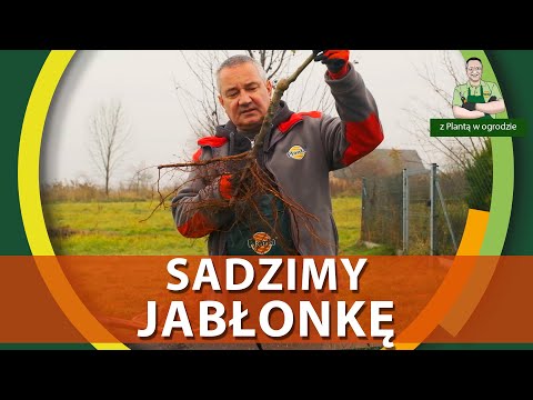Sadzenie drzewa z gołym korzeniem - Z PLANTĄ W OGRODZIE