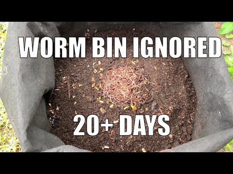 What to Feed a Worm Bin After 20+ Days | Hint: Lots of Bedding + Food! | Red Wiggler Worm Time Lapse