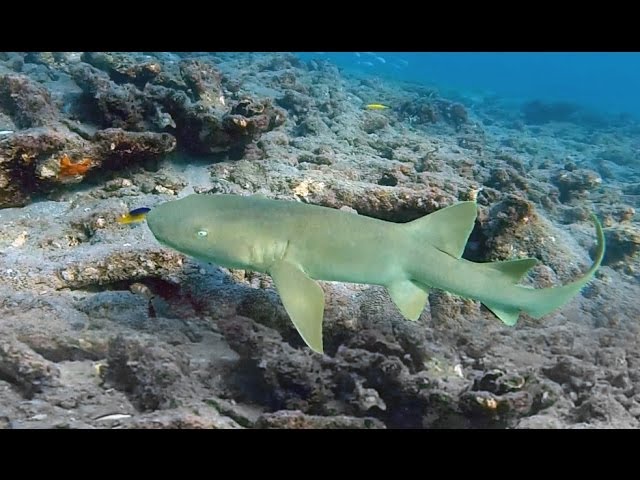 Snorkeling Deerfield Beach Ledges | Deerfield Beach