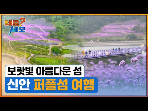 [네모세모] 보랏빛 아름다운 섬 ‘신안 퍼플섬’