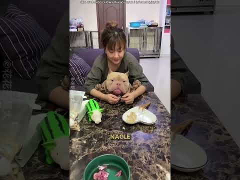 Suczka Została Mamą Po Raz Pierwszy 🥺❤️