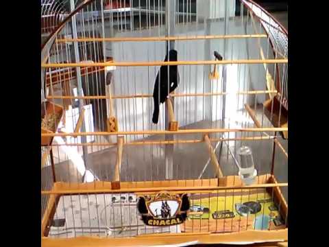 Bicudo chacal cantou 08:31 primeiro lugar