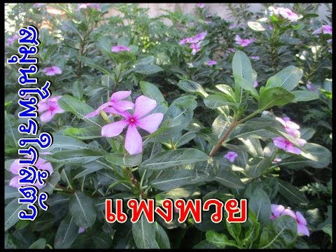 Normalizer แรง NVM ผู้ชายจริง ตัวแทนของความปรารถนาสำหรับผู้หญิง