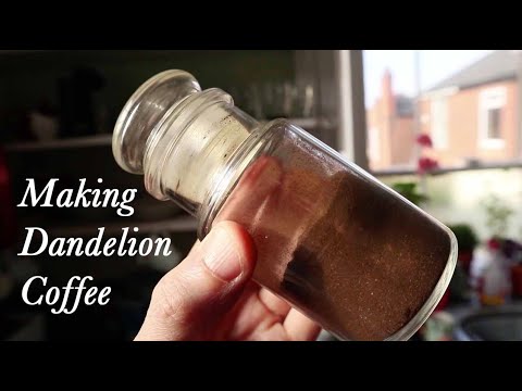 Making Dandelion Coffee