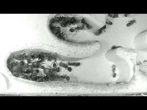 Ants at Work (Nest)