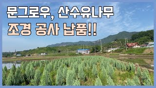 문그로우, 산수유 조경공사 납품!!