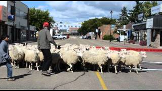 preview picture of video 'Sheep leave Fort Saskatchewan 2012'