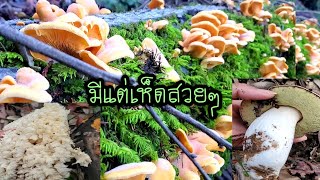 เก็บเห็ดรวมป่าแถวใกล้บ้านอีกแล้ว