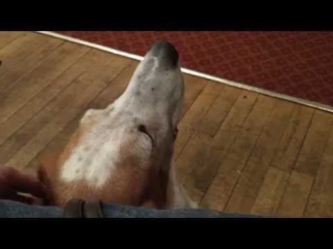 Jenny ‘The Vixen’ Ryan with Nanukes of the North, sings Delilah.