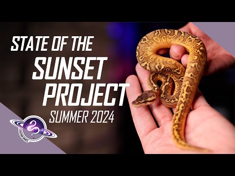 Before You Buy a Sunset Ball Python | Summer 2024 | #ballpythons #snake #reptiles #ballpython