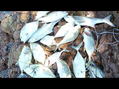 Pulau angsa mengganas(trip 12/13/04/2025)