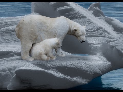 Der Eisbär - Dokumentation [1080p] [HD] [DokuExtrem]