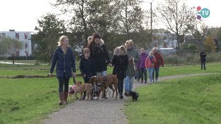 Hondenwandeling