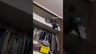 空飛ぶ猫 #shorts #猫のいる暮らし #ねこライフ #cat #猫のいる風景  #catshorts