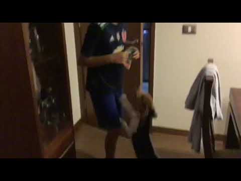 Cuando le traen un hueso a Genaro