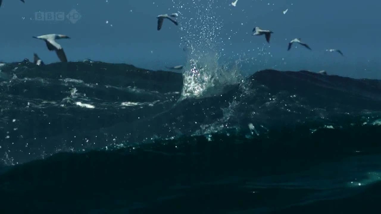 Nature's Great Events  Episode 4 The Great Tide