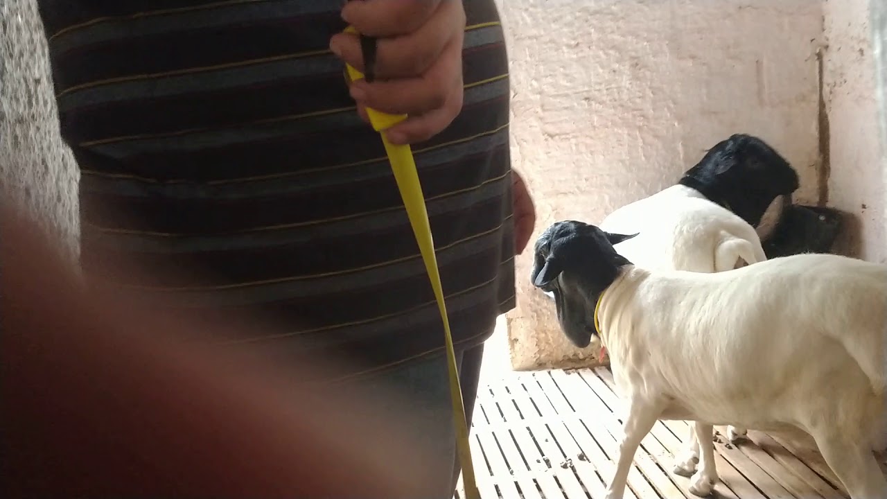 Medidas cocho ovinos II .