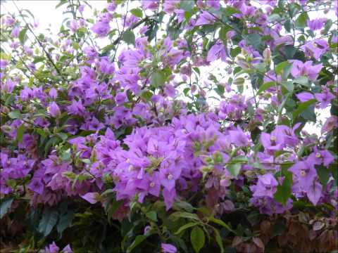 Muzyka Chrześcijańska " OJCZE MÓJ PANIE MEGO ŻYCIA "