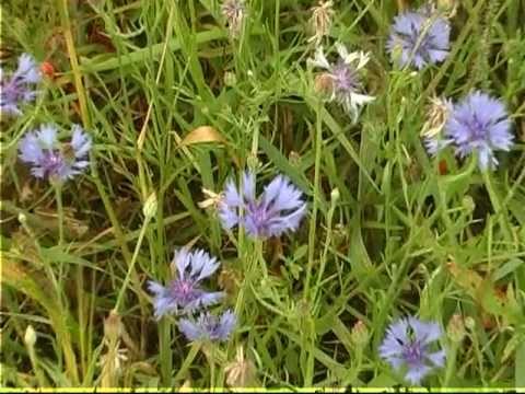 Творчість волинської художниці Світлани Костукевич. - YouTube