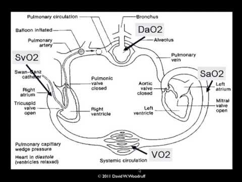 Oxygen delivery and consumption