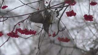 Кто клюет рябину дятлы или дрозды