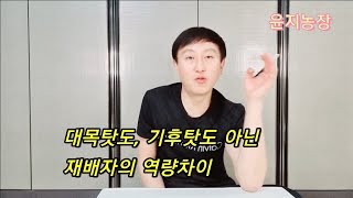 체리묘목 소량 판매를 하지 않는 이유, 마하렙대목의 활성화가 늦어졌던 원인